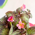 Flame Violet - Episcia - Sprouts of Bristol