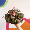 Flame Violet - Episcia - Sprouts of Bristol