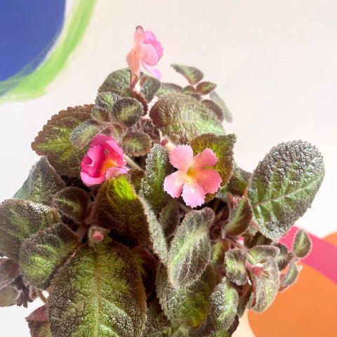 Flame Violet - Episcia - Sprouts of Bristol