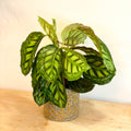 Flamestar Calathea - Sprouts of Bristol