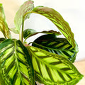Flamestar Calathea - Sprouts of Bristol