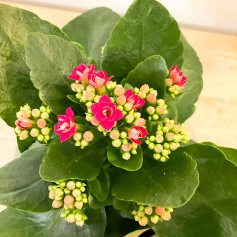 Flaming Katy - Kalanchoe blossfeldiana - Sprouts of Bristol