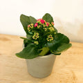 Flaming Katy - Kalanchoe blossfeldiana - Sprouts of Bristol