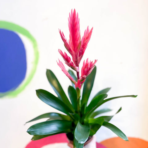 Flaming Sword Bromeliad - Vriesea 'Intenso Pink' - Sprouts of Bristol