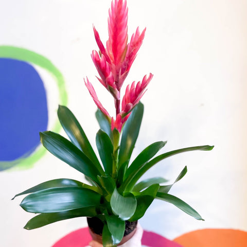 Flaming Sword Bromeliad - Vriesea 'Intenso Pink' - Sprouts of Bristol
