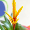 Flaming Sword Bromeliad - Vriesea 'Intenso Yellow' - Sprouts of Bristol