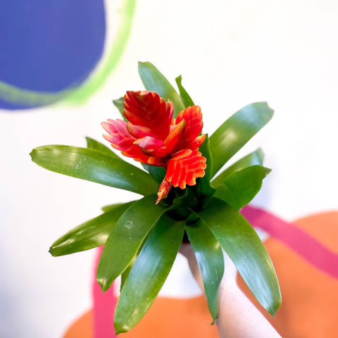 Flaming Sword Bromeliad - Vriesea 'Sparkle' - Sprouts of Bristol