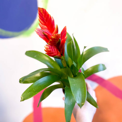Flaming Sword Bromeliad - Vriesea 'Sparkle' - Sprouts of Bristol