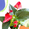 Flamingo Flower - Anthurium - Sprouts of Bristol