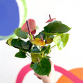 Flamingo Flower - Anthurium - Sprouts of Bristol