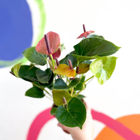 Flamingo Flower - Anthurium - Sprouts of Bristol