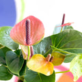 Flamingo Flower - Anthurium - Sprouts of Bristol