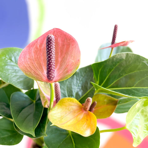 Flamingo Flower - Anthurium - Sprouts of Bristol