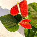 Flamingo Flower - Anthurium 'Prince of Orange' - Sprouts of Bristol