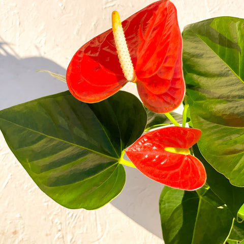 Flamingo Flower - Anthurium 'Prince of Orange' - Sprouts of Bristol