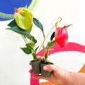Flamingo Flower / Pigtail Plant - Anthurium scherzerianum - Sprouts of Bristol