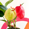 Flamingo Flower / Pigtail Plant - Anthurium scherzerianum - Sprouts of Bristol