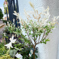 Flamingo Tree - Salix integra 'Hakuro-nishiki' - Deciduous Shrub - Sprouts of Bristol