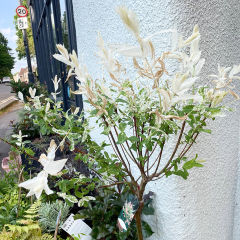 Flamingo Tree - Salix integra 'Hakuro-nishiki' - Deciduous Shrub - Sprouts of Bristol