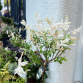 Flamingo Tree - Salix integra 'Hakuro-nishiki' - Deciduous Shrub - Sprouts of Bristol