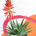 Flowering Candelabra Aloe - Aloe arborescens - Sprouts of Bristol