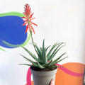 Flowering Candelabra Aloe - Aloe arborescens - Sprouts of Bristol