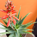 Flowering Candelabra Aloe - Aloe arborescens - Sprouts of Bristol