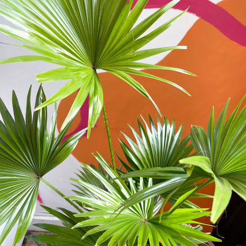 Footstool Palm - Livistona rotundifolia - Sprouts of Bristol
