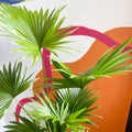 Footstool Palm - Livistona rotundifolia - Sprouts of Bristol