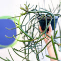 Forest Cactus - Lepismium pulvinigerum - Sprouts of Bristol