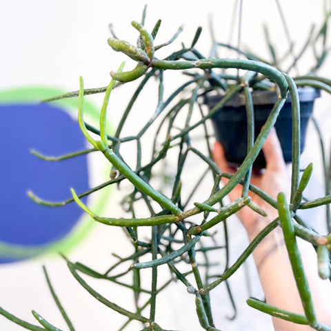 Forest Cactus - Lepismium pulvinigerum - Sprouts of Bristol