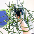 Forest Cactus - Lepismium pulvinigerum - Sprouts of Bristol