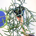 Forest Cactus - Lepismium pulvinigerum - Sprouts of Bristol