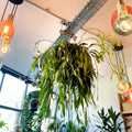 Forest Cactus - Rhipsalis - Sprouts of Bristol