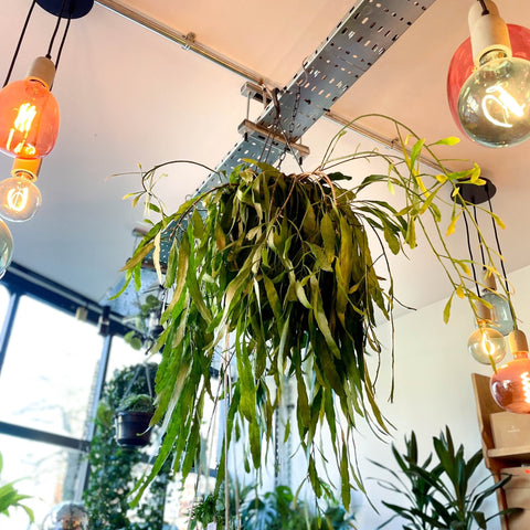 Forest Cactus - Rhipsalis - Sprouts of Bristol