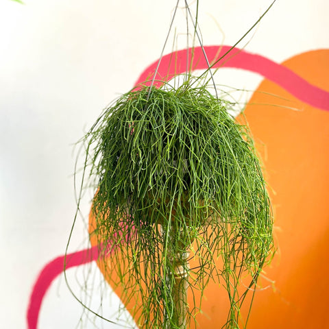 Forest Cactus - Rhipsalis baccifera 'Oasis' - Sprouts of Bristol