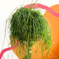 Forest Cactus - Rhipsalis baccifera 'Oasis' - Sprouts of Bristol