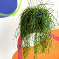 Forest Cactus - Rhipsalis baccifera 'Oasis' - Sprouts of Bristol