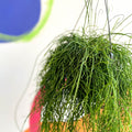 Forest Cactus - Rhipsalis baccifera 'Oasis' - Sprouts of Bristol