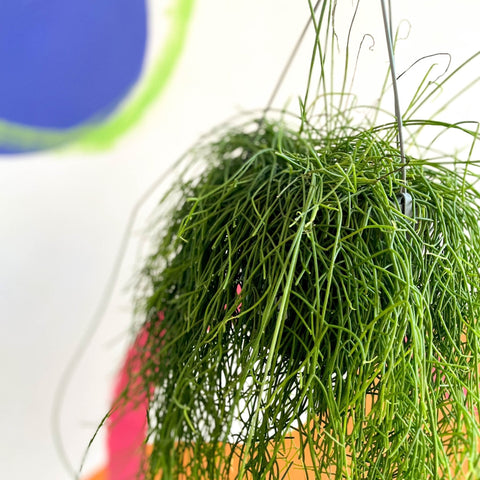Forest Cactus - Rhipsalis baccifera 'Oasis' - Sprouts of Bristol