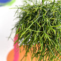 Forest Cactus - Rhipsalis baccifera subs. shaferi - Sprouts of Bristol
