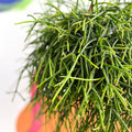 Forest Cactus - Rhipsalis baccifera subs. shaferi - Sprouts of Bristol