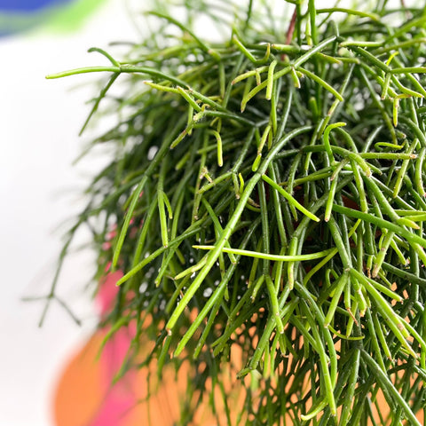 Forest Cactus - Rhipsalis baccifera subs. shaferi - Sprouts of Bristol