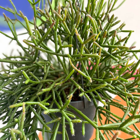 Forest Cactus - Rhipsalis burchellii - Sprouts of Bristol