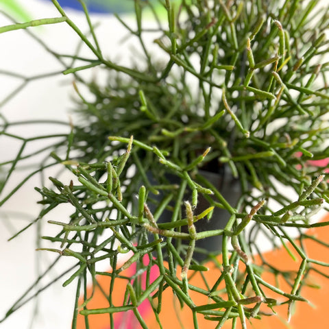 Forest Cactus - Rhipsalis burchellii - Sprouts of Bristol