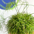 Forest Cactus - Rhipsalis cassutha - Sprouts of Bristol