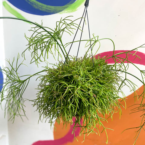 Forest Cactus - Rhipsalis cassutha - Sprouts of Bristol