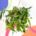 Forest Cactus - Rhipsalis crispata - Sprouts of Bristol