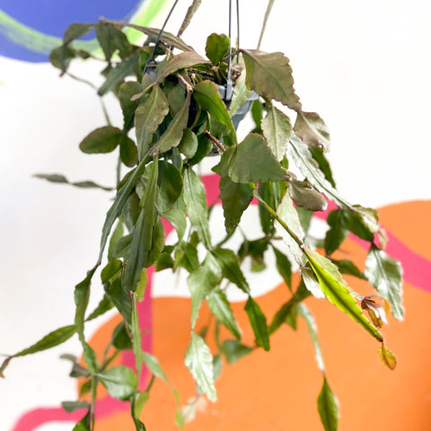Forest Cactus - Rhipsalis elliptica - Sprouts of Bristol