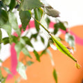Forest Cactus - Rhipsalis elliptica - Sprouts of Bristol